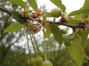 Zimna wiosna uderzy po kieszeniach!