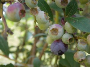 Szerzyny: Susza rujnuje życie rolnikom