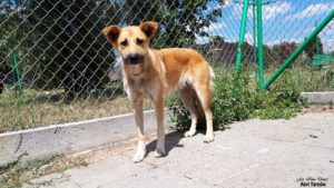 Tarnów: Nie ma pieniędzy na sterylizacje