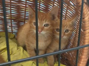 Adopcja mile widziana