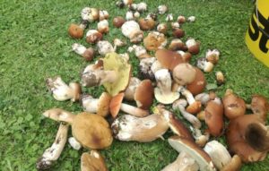 Jak grzyby po deszczu…