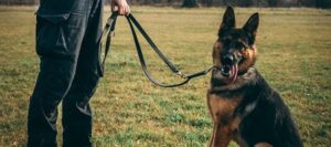 Stróż prawa na czterech łapach