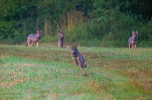 Wilki, fot. Jakub Rutana